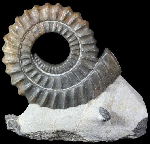 Devonian Ammonite (Anetoceras) - Morocco #63081